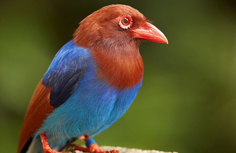 Bird Watching in Sri Lanka