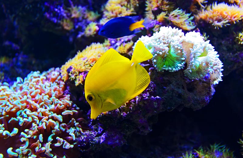 Great Basses Reef & Little Basses Reef