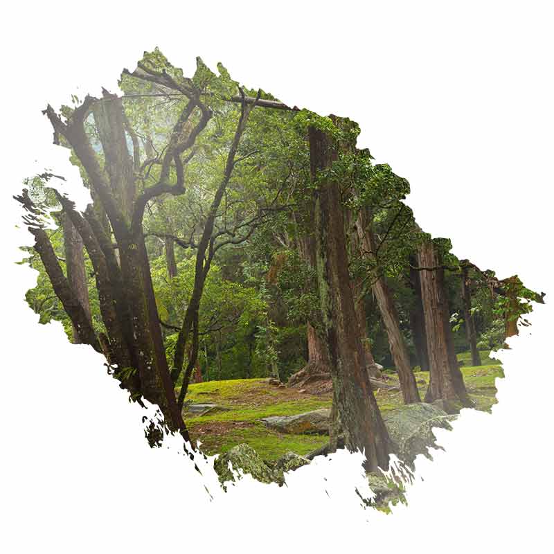 Hakgala Botanical Garden welcome 800x800