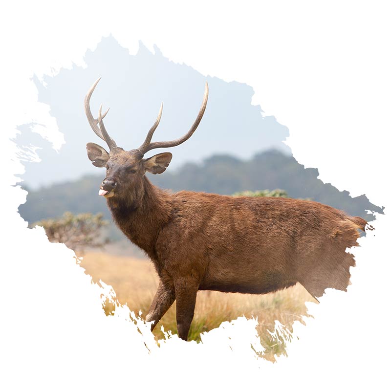 Horton Plains National Park welcome 800x800
