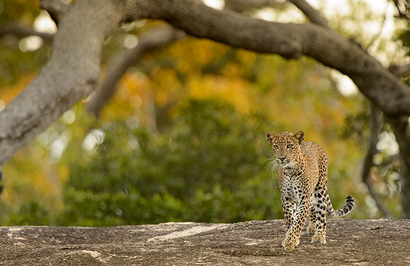 Kumana National Park