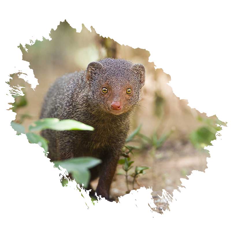 Minneriya National Park welcome 800x800