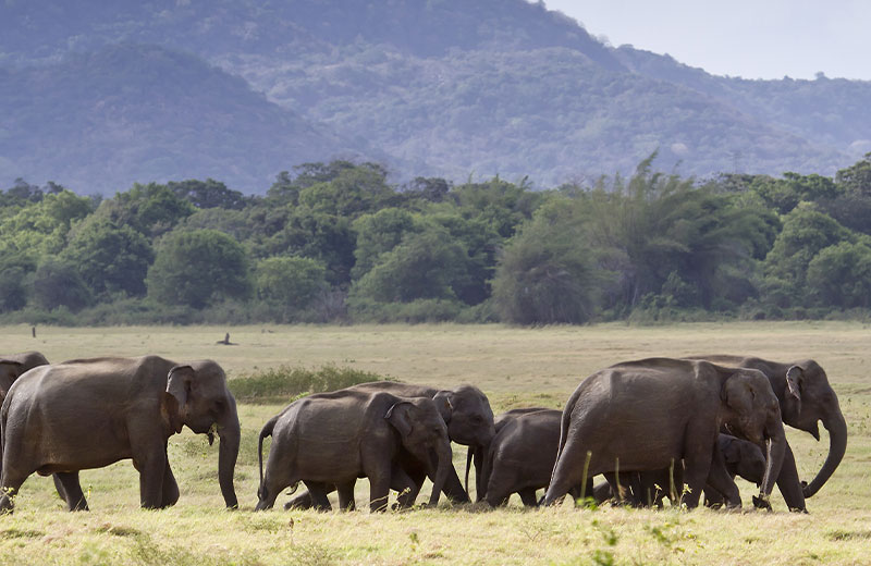 Minneriya National Park
