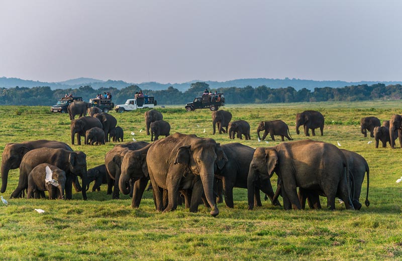 Minneriya and Kaudulla National Parks