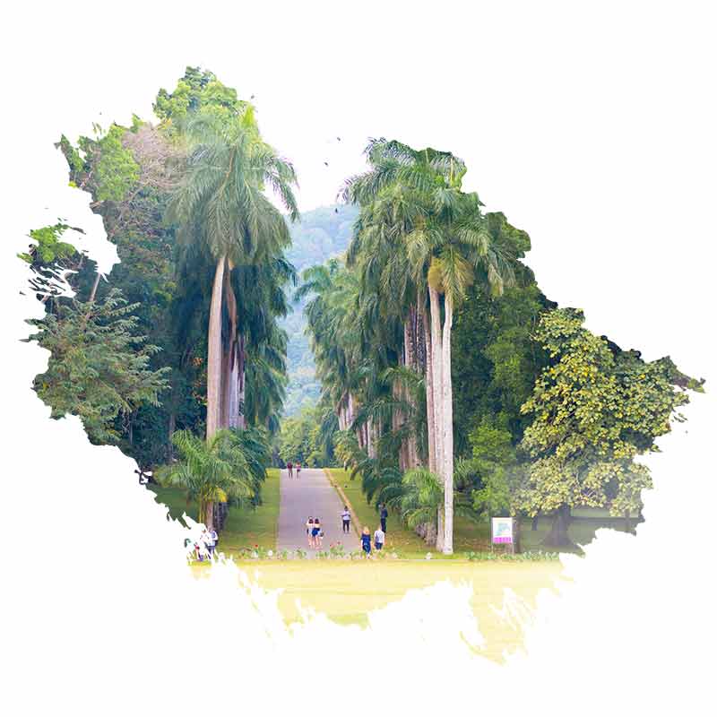 Peradeniya Royal Botanical Gardens welcome800x800
