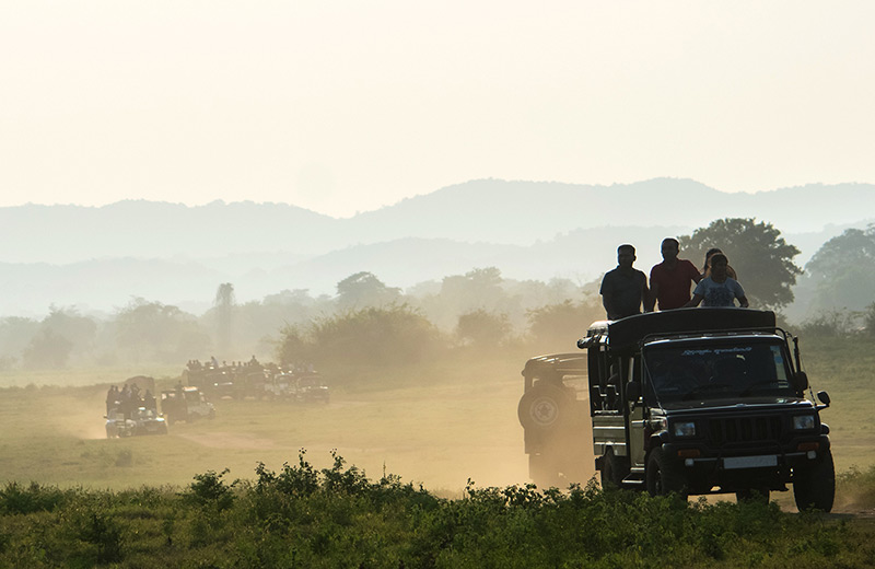 Safari Rides