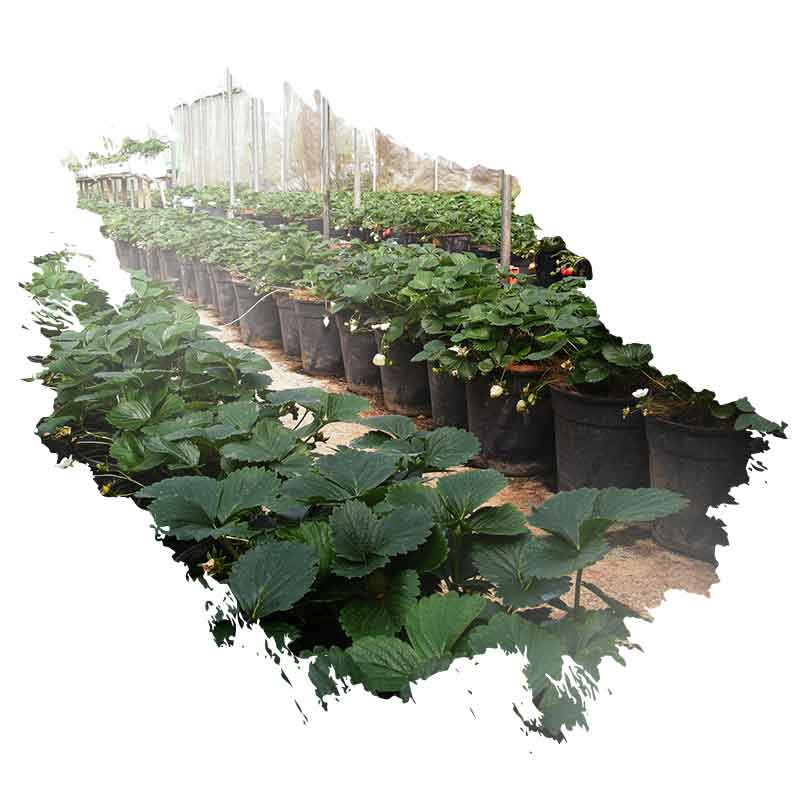 Strawberry Farms welcome800x800