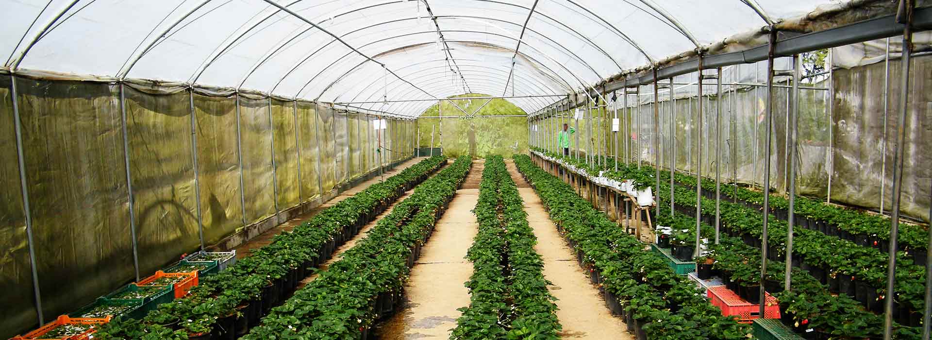 Strawberry Fields Nuwara Eliya Tales of Ceylon