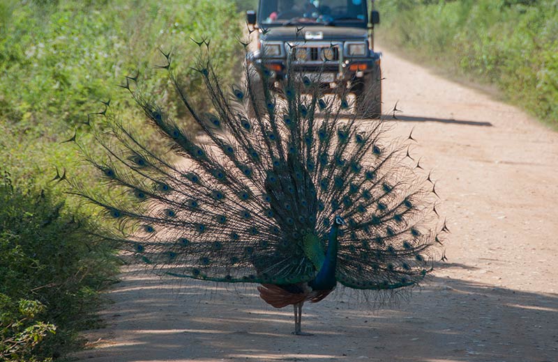 Udawalawe National Park