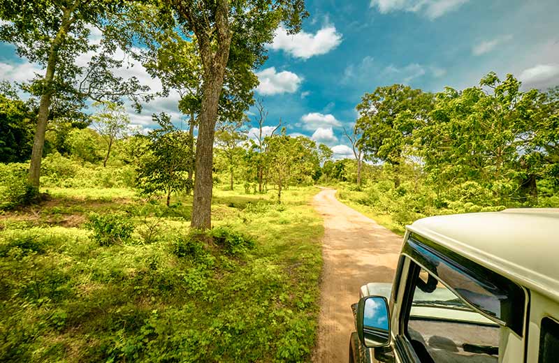 Wildlife Safaris & Camping Experience in Yala