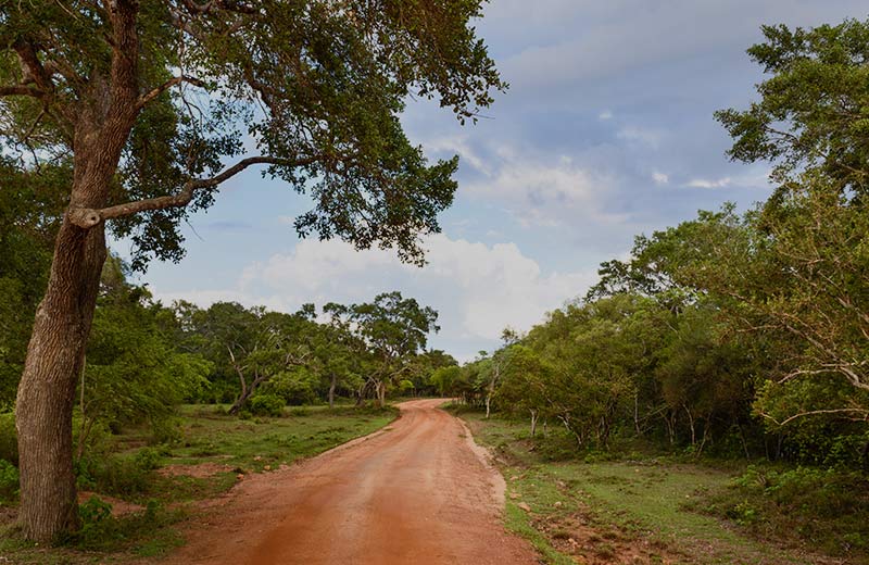 Wilpattu National Park