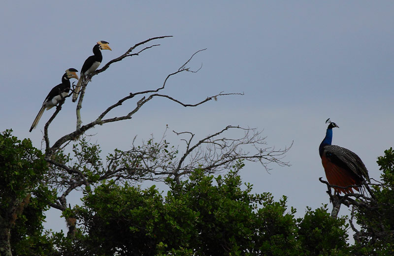 Luxury Hotels in Yala