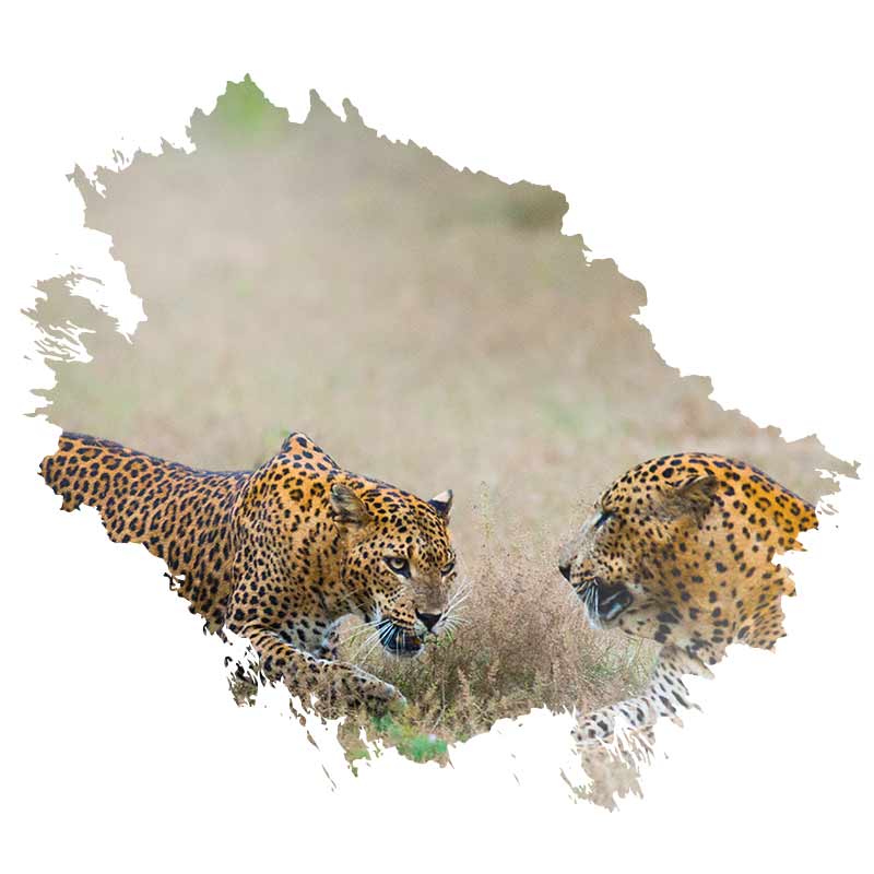 Yala National Park welcome 800x800