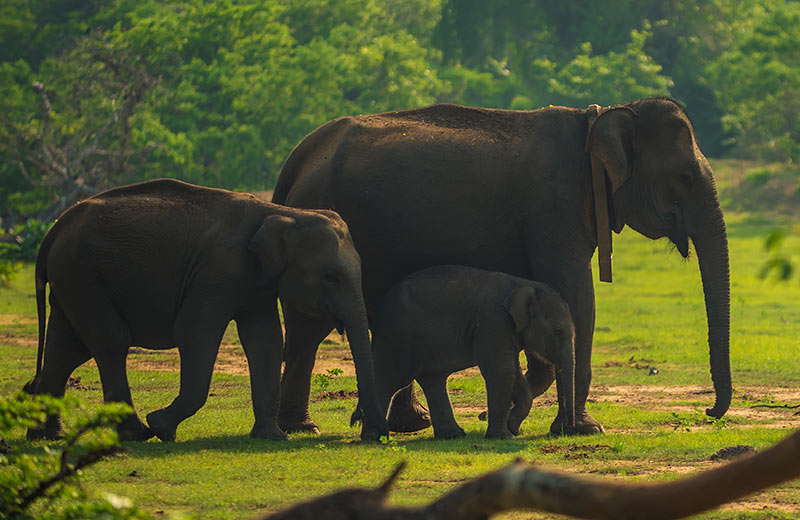 Yala National Park