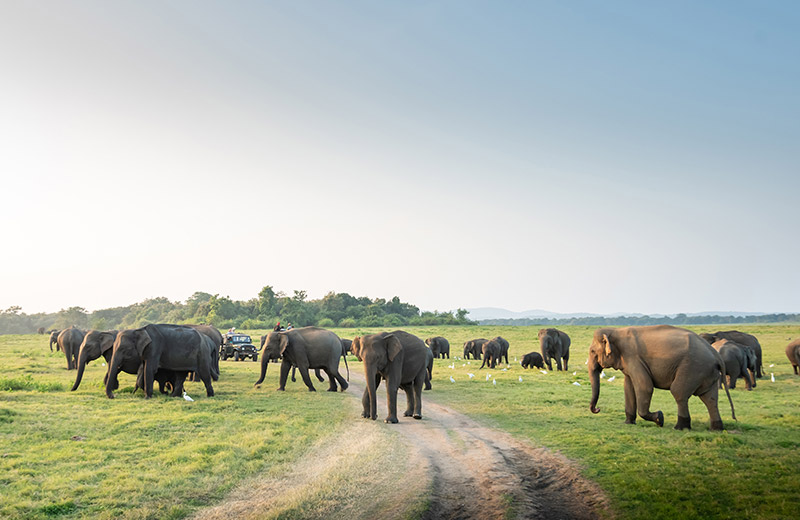 Yala Safaris
