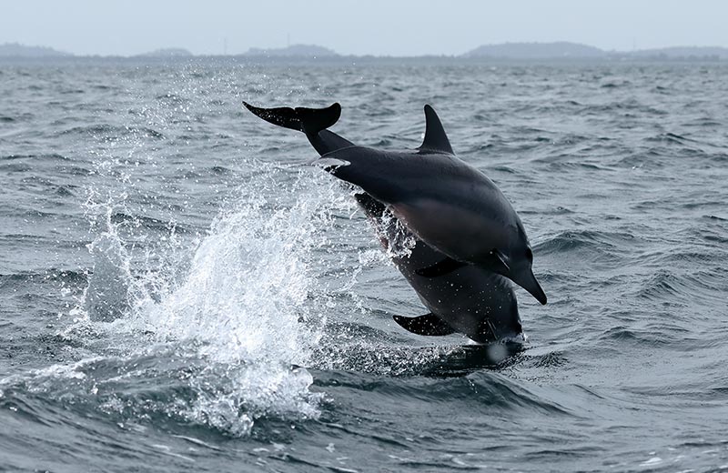 Whale Watching in Trincomalee