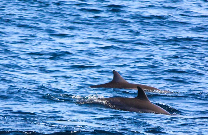Whale Watching in Kalpitiya