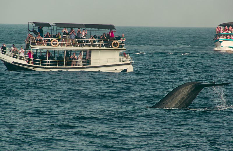 Whale Watching in Mirissa