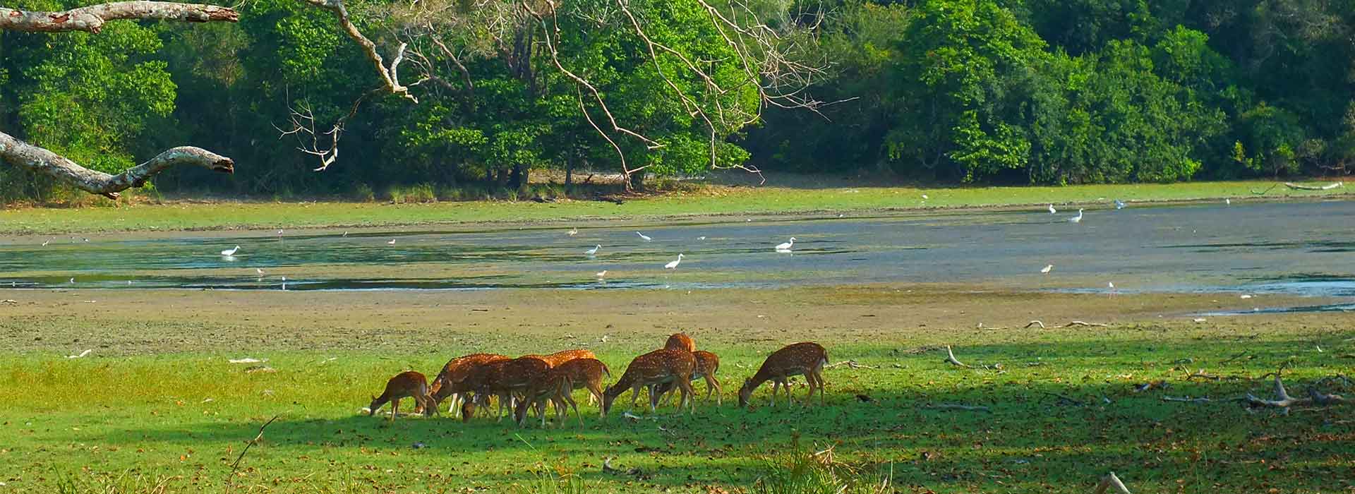 Tales of Ceylon