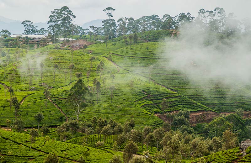 Visiting Sri Lanka in June