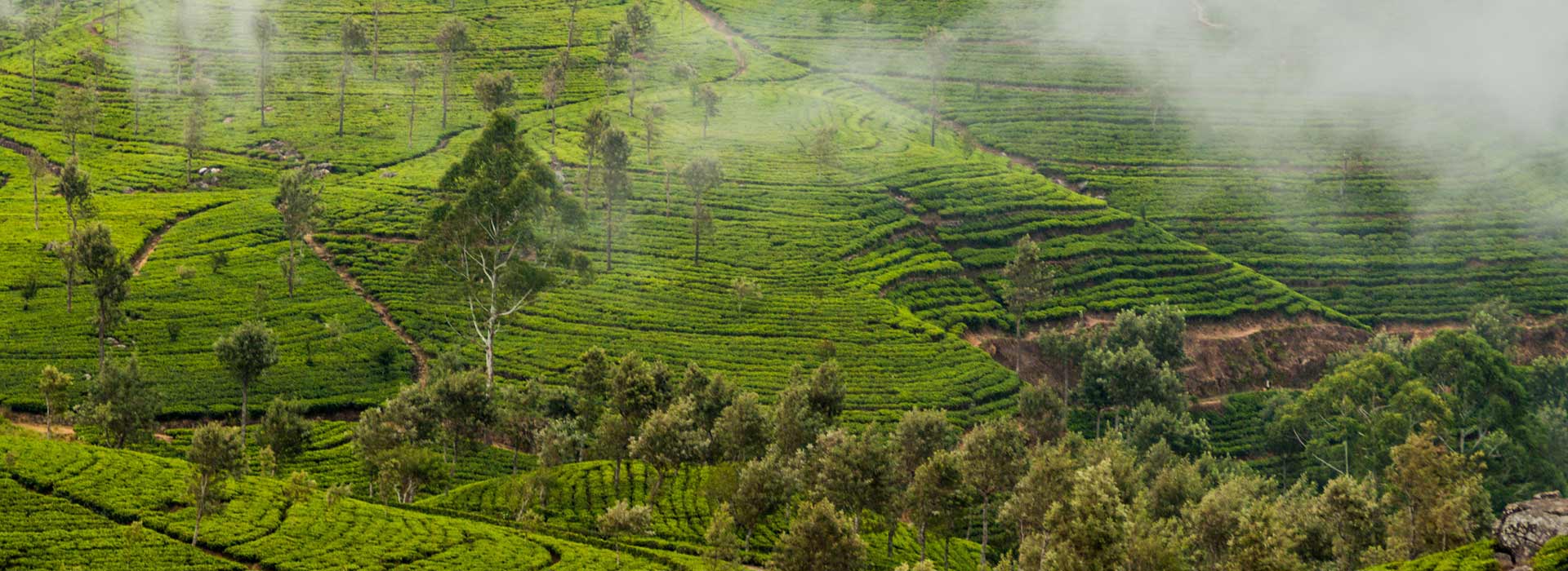 Tales of Ceylon