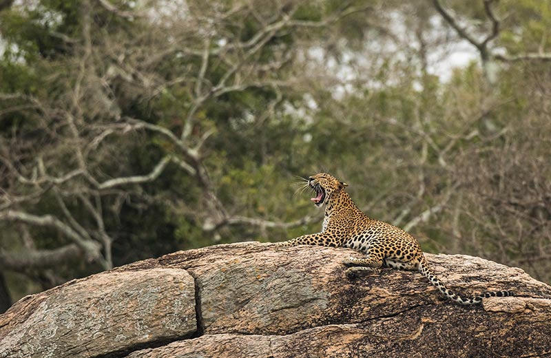 Visiting Sri Lanka in May